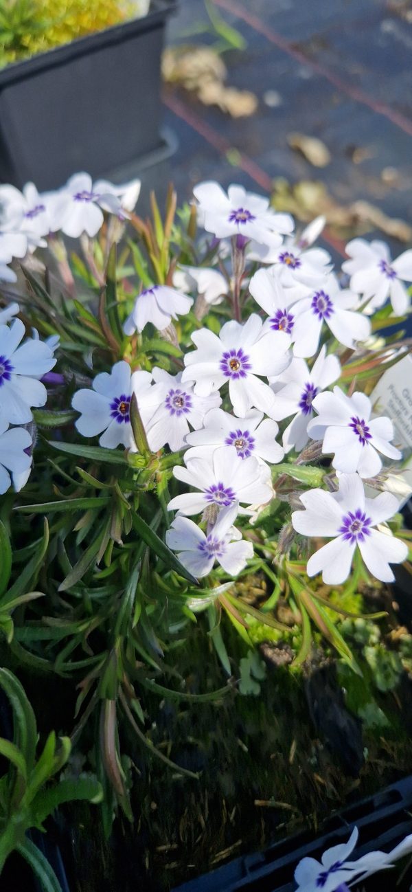 Phlox subulata ‘Bavaria’ Phlox subulata ‘Bavaria’