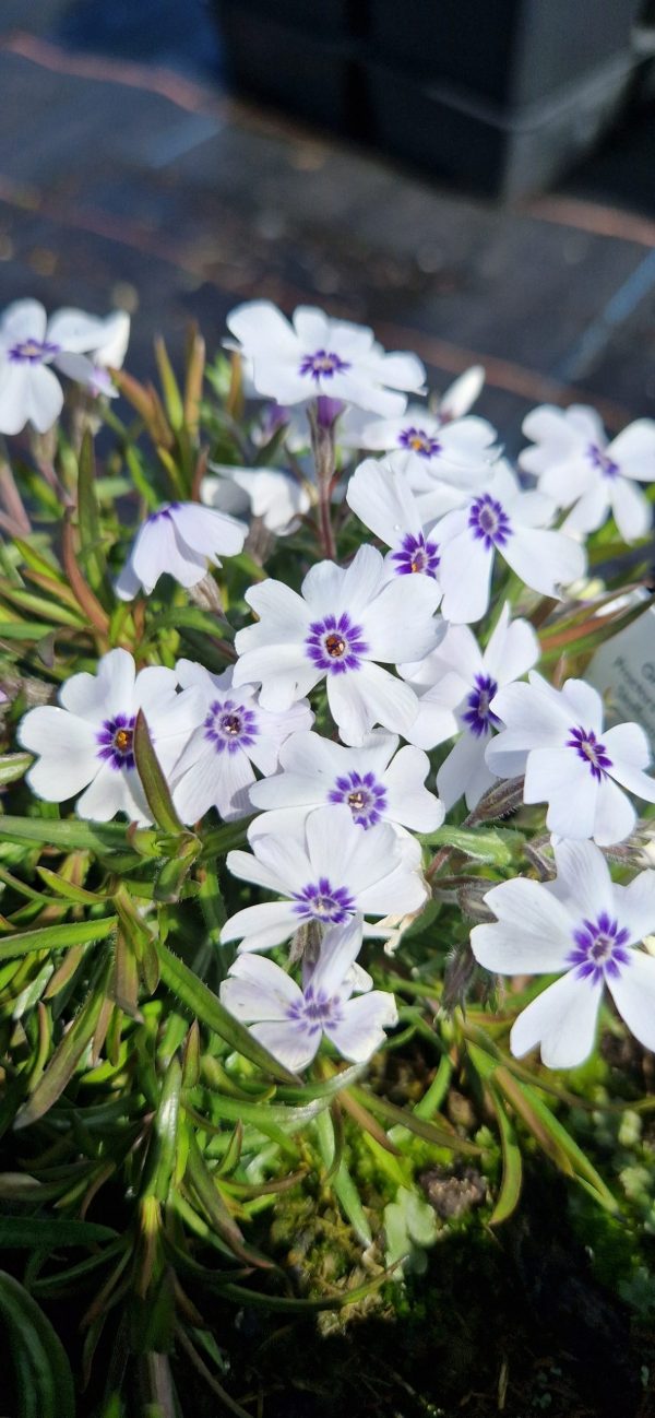 Phlox subulata ‘Bavaria’2 Phlox subulata ‘Bavaria’