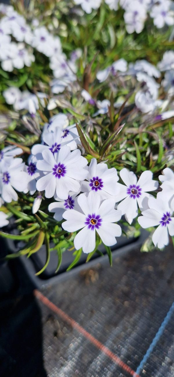 Phlox subulata ‘Bavaria’3 Phlox subulata ‘Bavaria’