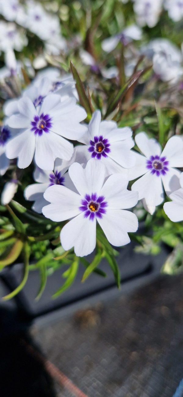 Phlox subulata ‘Bavaria’4 Phlox subulata ‘Bavaria’