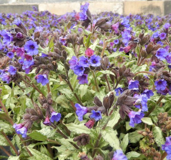 Pulmonaria Diane Clare WEB