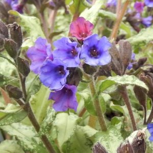 Pulmonaria 'Diana Clare'