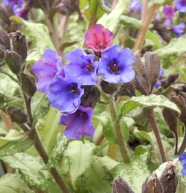Pulmonaria Diane Clare2 WEB Pulmonaria 'Diana Clare'