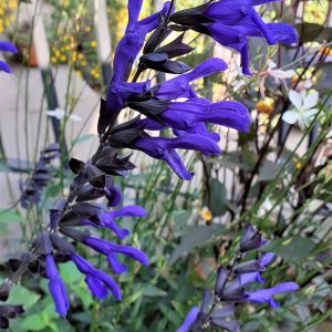 Salvia 'Animo'