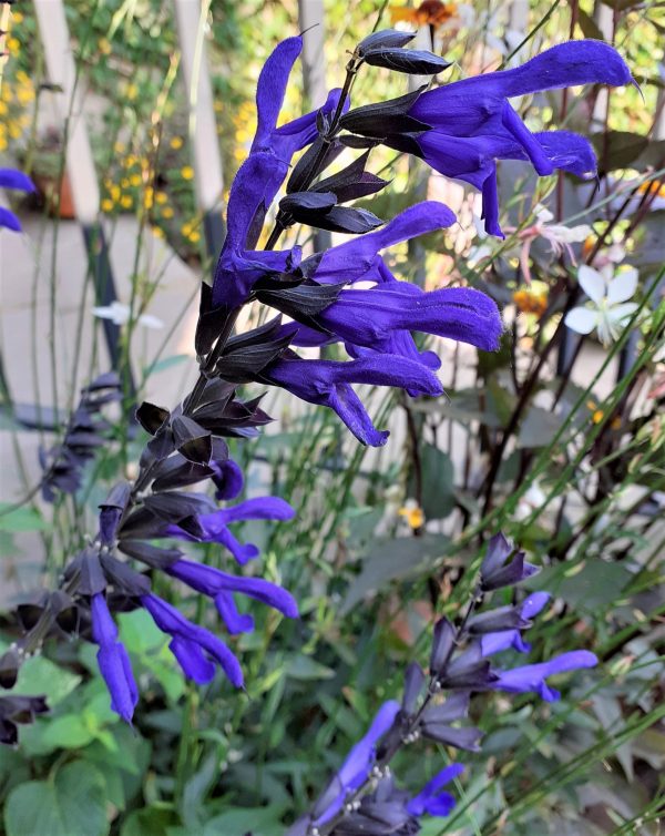 Salvia 'Animo'