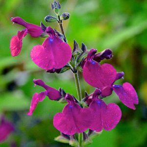 Salvia 'Cherry Pie'