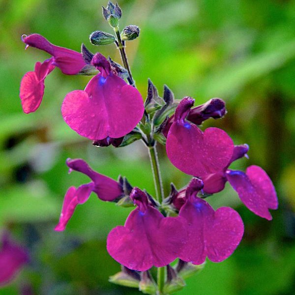Salvia 'Cherry Pie'