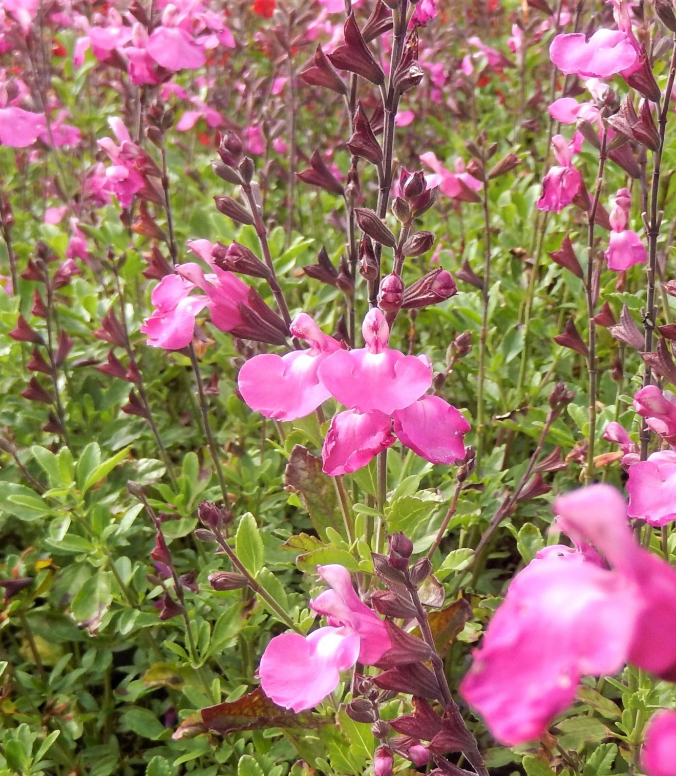 Salvia 'Cool Pink' | Proctors Nursery