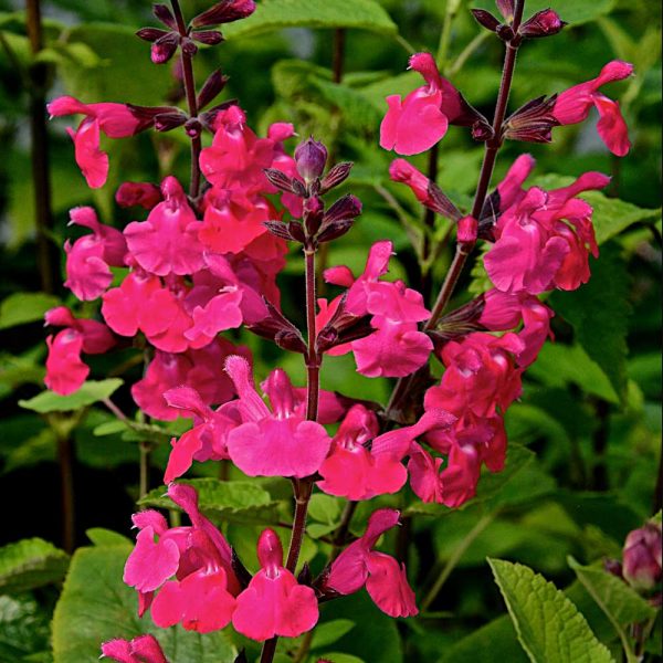 Salvia Pink Pong NWP WEB
