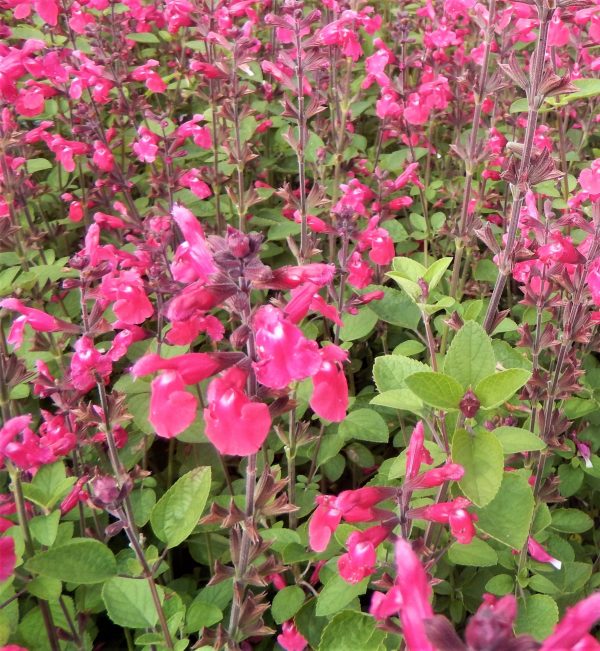 Salvia Pink Pong2 WEB