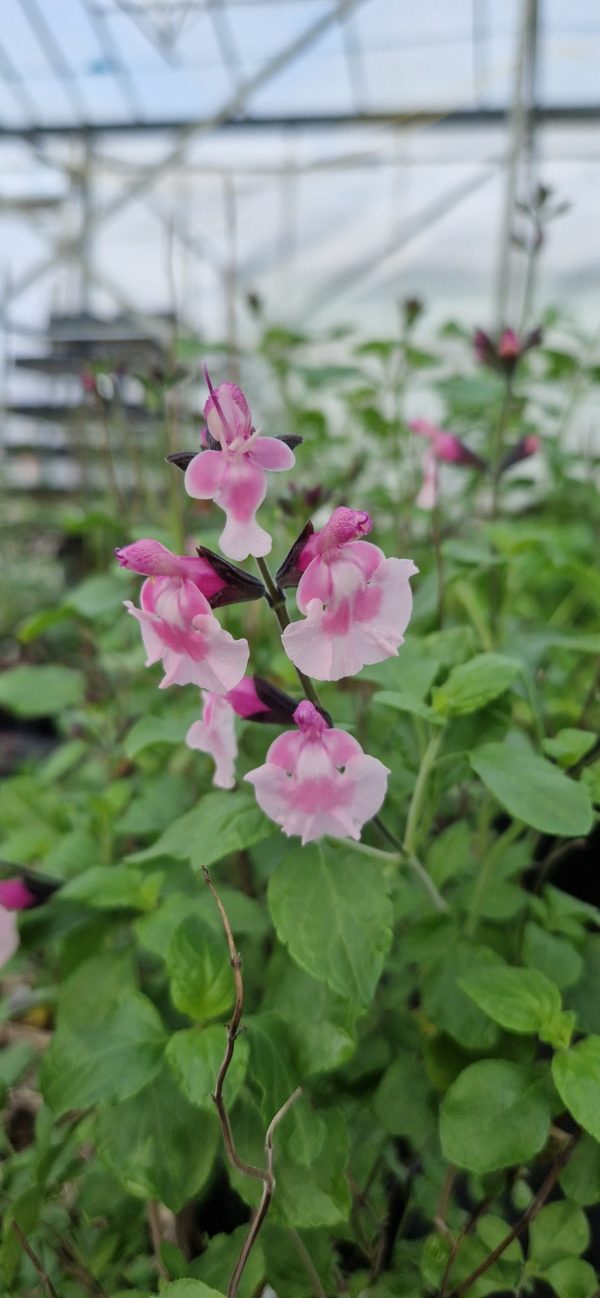 Salvia microphylla 'Angel Wings' Salvia microphylla 'Angel Wings'