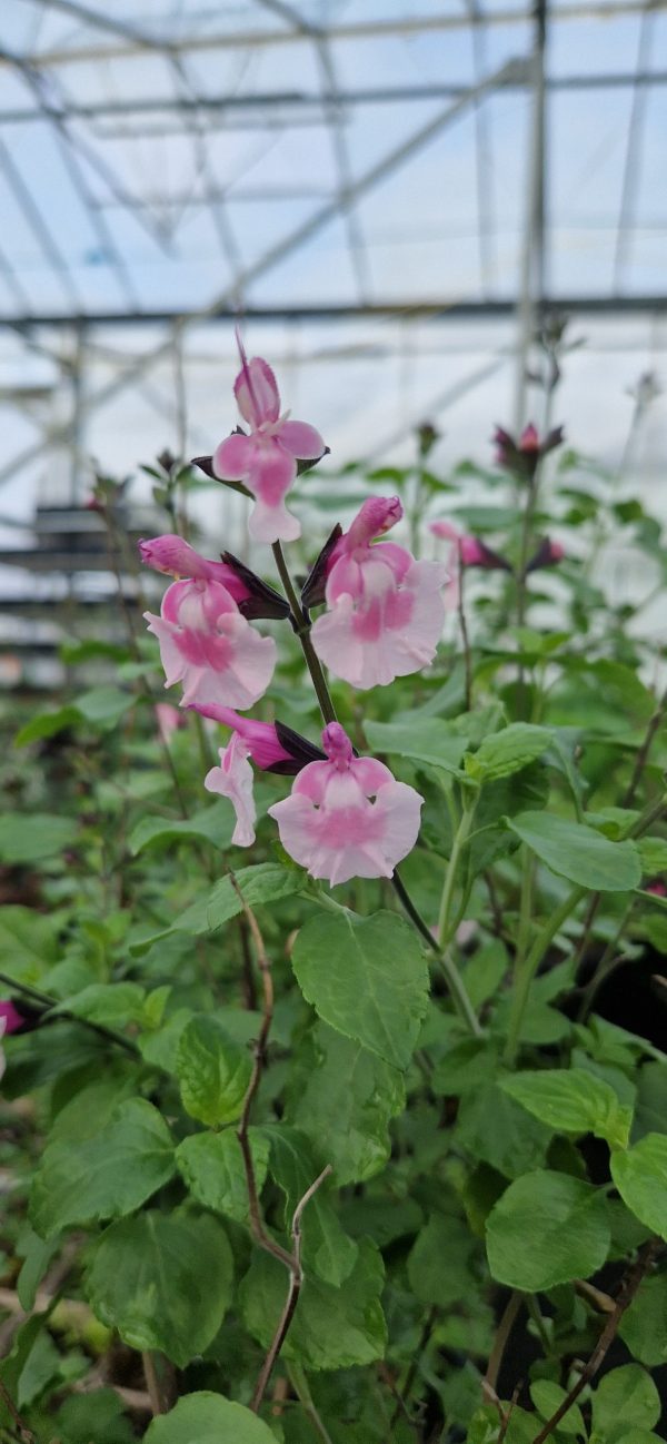 Salvia microphylla 'Angel Wings'2