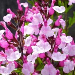 Buy Salvia Plants Online | Online Shop | Proctors Nursery