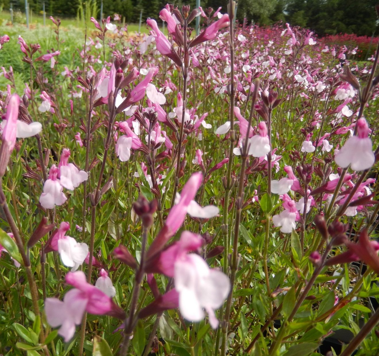 Salvia Microphylla Joy Shop Well Established Salvia Proctors Nursery