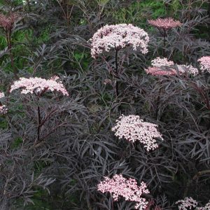 Sambucus nigra 'Black Lace'