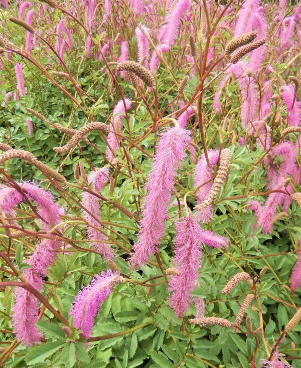 Sanguisorba hakusanensis 'Lilac Squirrel'