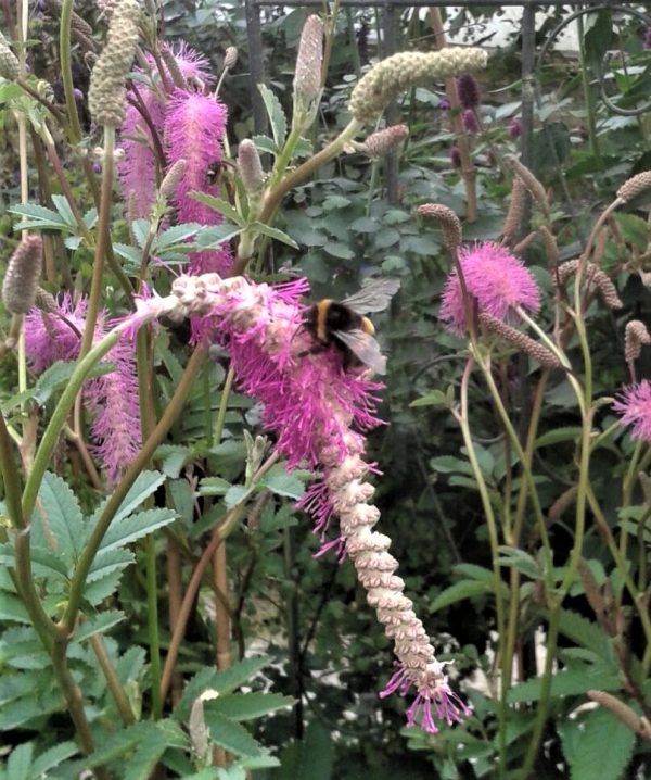 Sanguisorba hakusanensis 'Lilac Squirrel'