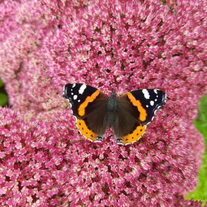 Sedum spectabile 'Autumn Joy'