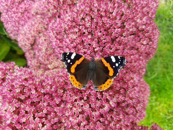 Sedum spectabile Autumn Joy WEB Sedum spectabile 'Autumn Joy'