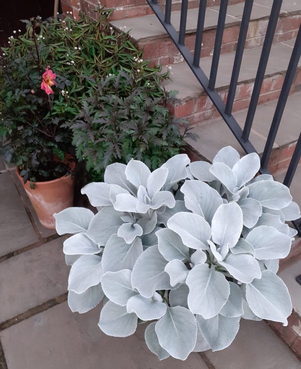 Senecio Angel Wings Pot WEB