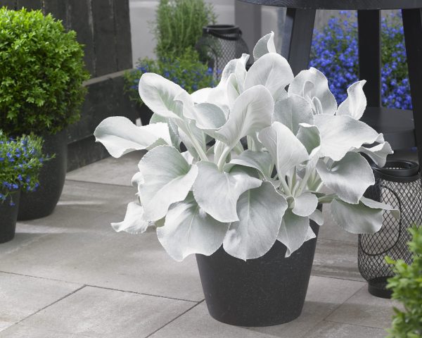 angel wing plant care guide tips and tricks for healthy growth