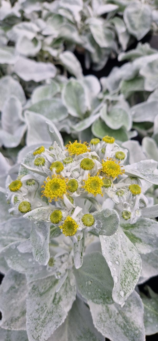 Senecio Angel Wings