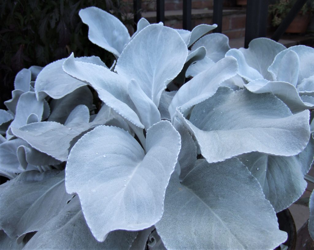 Senecio 'Angel Wings' Buy Well Established Senecio Proctors Nursery