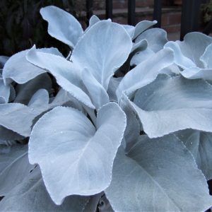 Senecio Angels Wings