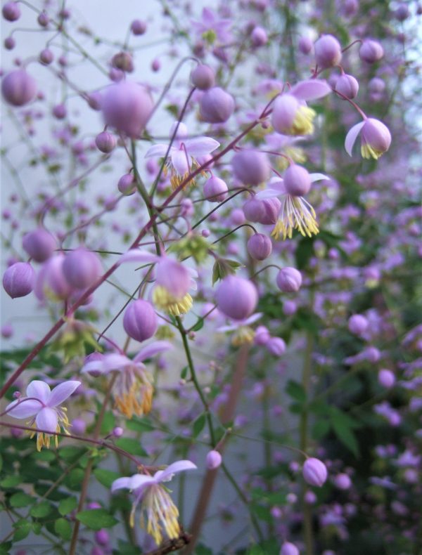 Thalictrum Splendide 2 WEB Thalictrum 'Splendide'