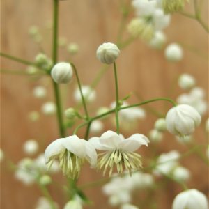 Thalictrum aquilegiifolium 'Album'