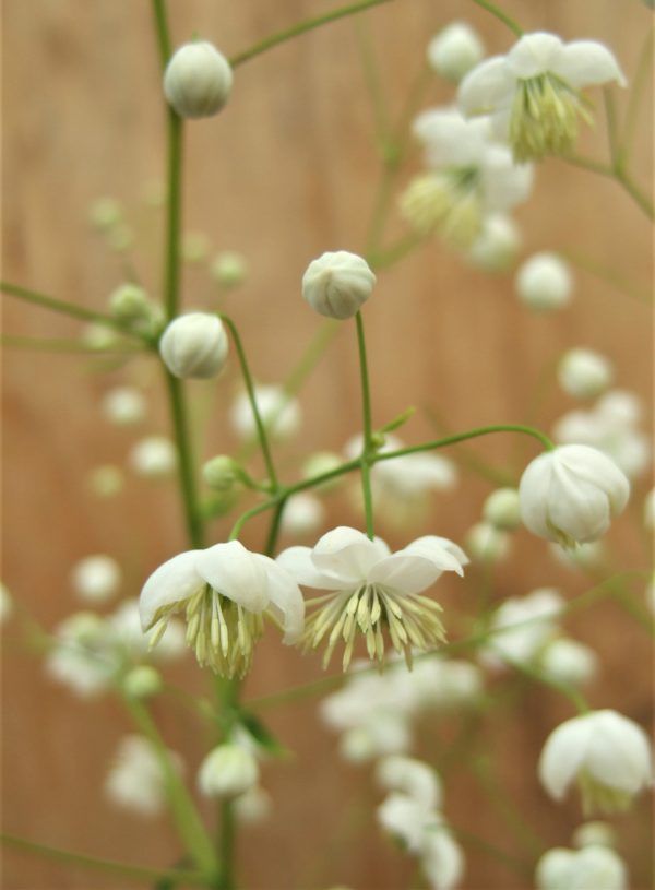 Thalictrum delavayi Album WEB Thalictrum aquilegiifolium 'Album'