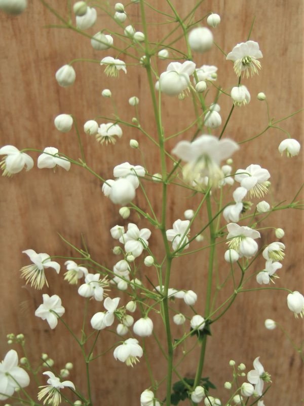 Thalictrum delavayi Album2 WEB