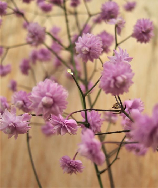 Thalictrum delavayi 'Hewitt's Double'