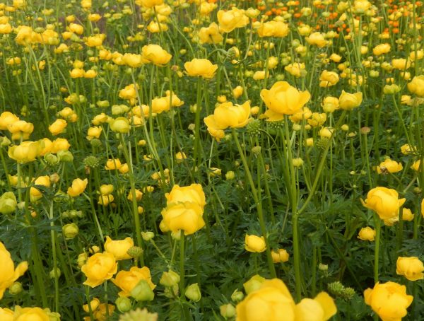 Trollius europaeus WEB