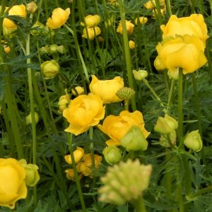 Trollius europaeus