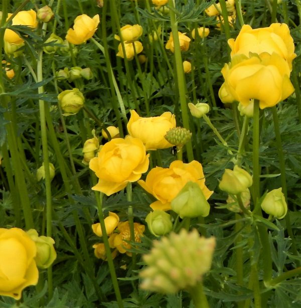 Trollius europaeus2 WEB Trollius europaeus