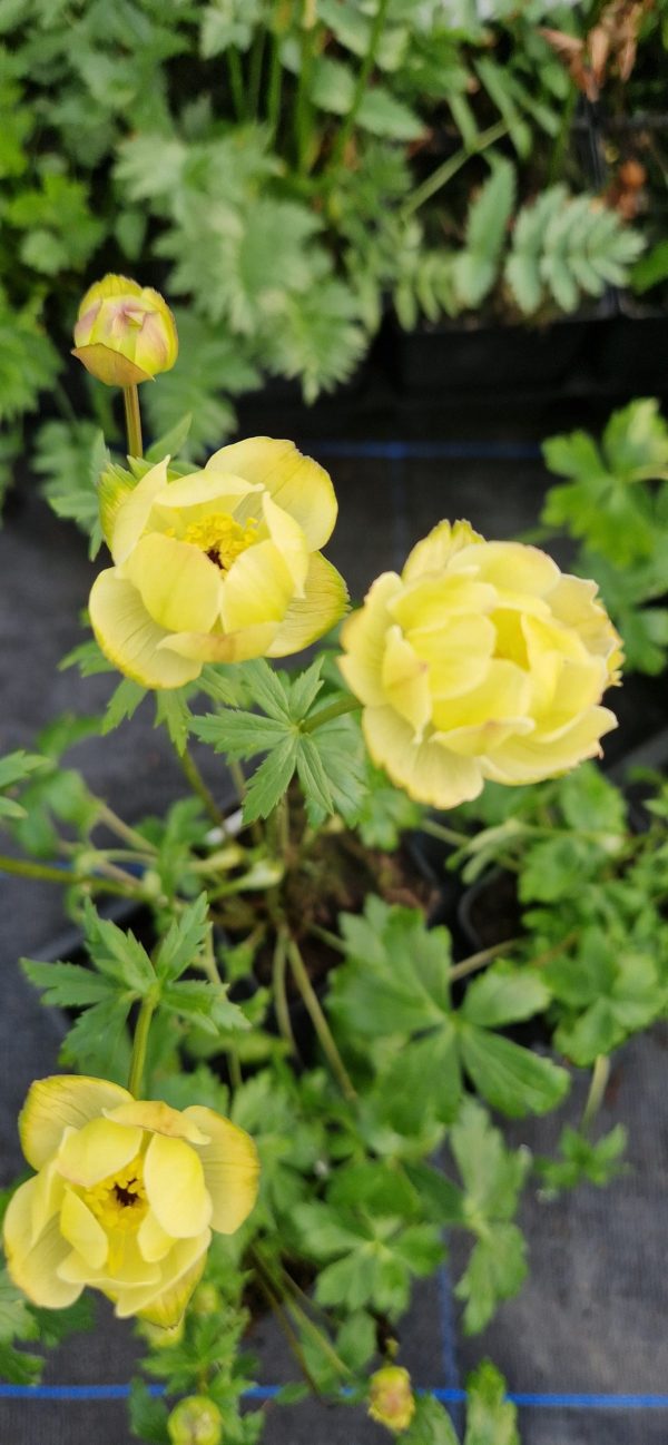 Trollius x cultorum ‘Cheddar’