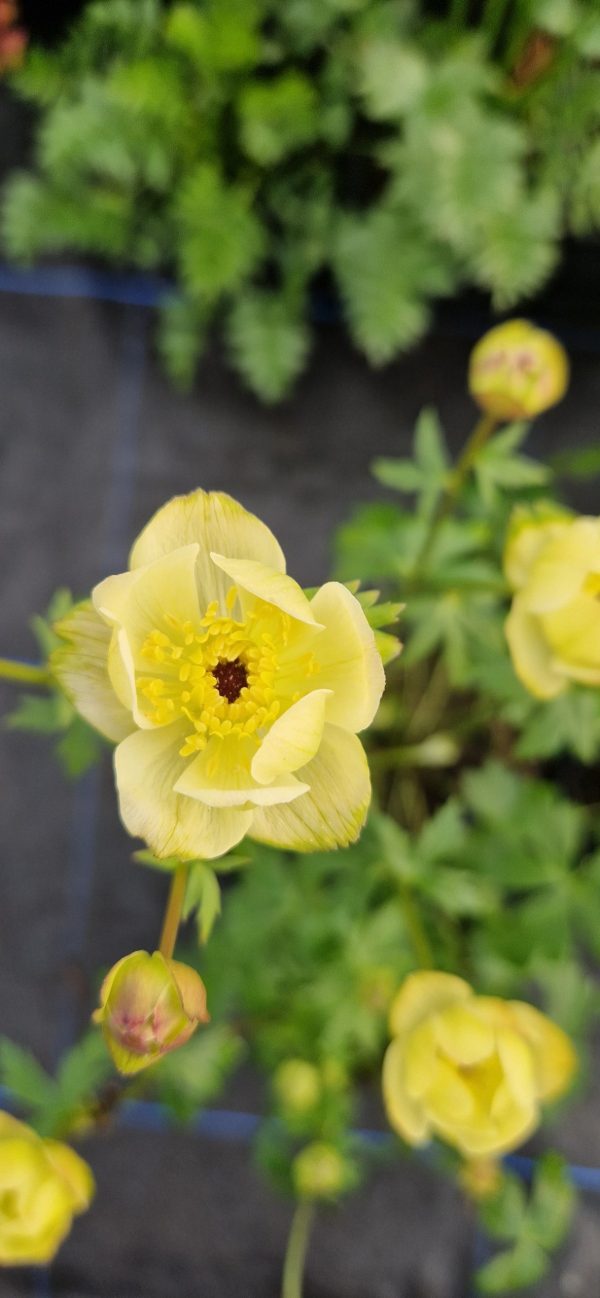Trollius x cultorum ‘Cheddar’