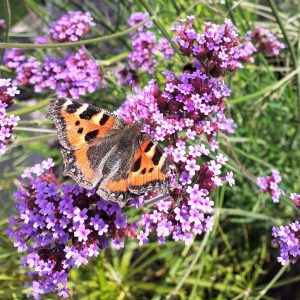 Verbena bonariensis 'Buenos Aires'