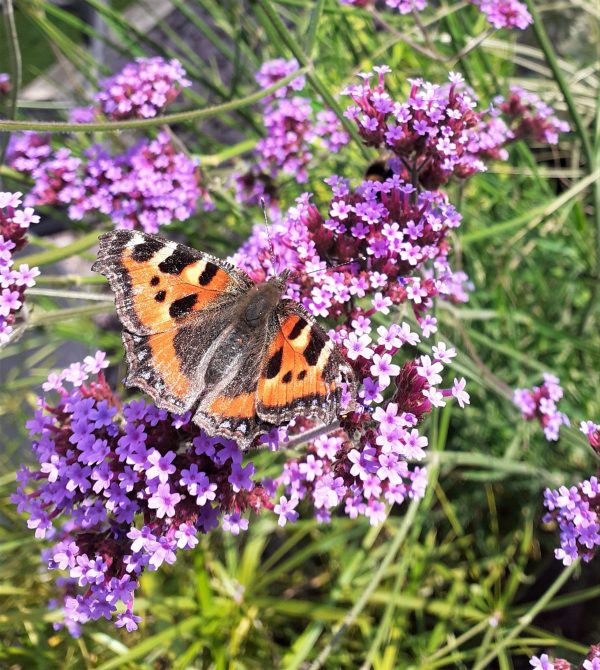 Verbena bonariensis2 WEB Verbena bonariensis 'Buenos Aires'