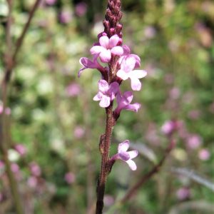 Verbena officinalis 'Bampton'
