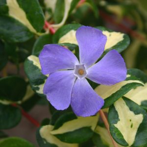 Vinca major 'Wojo's Gem'