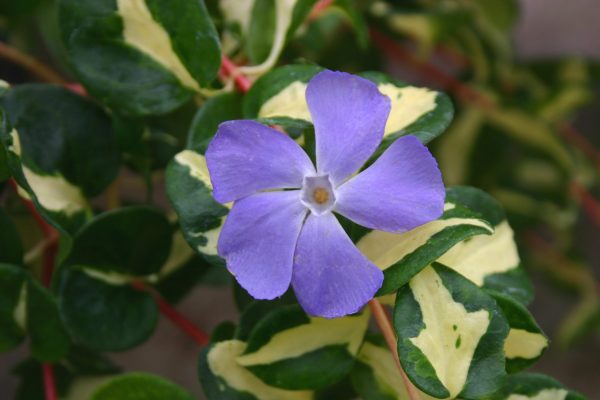 Vinca major Wojos Gem KERNOCK WEB Vinca major 'Wojo's Gem'
