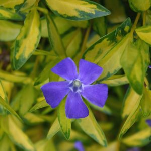 Vinca minor 'Illumination'