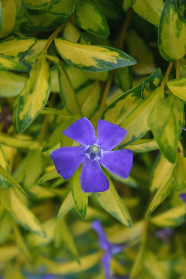 Vinca minor 'Illumination'