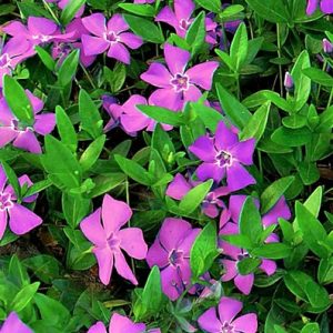 Vinca Minor 'Atropurpurea'