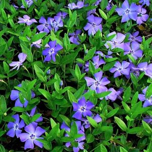 Vinca Minor Blue
