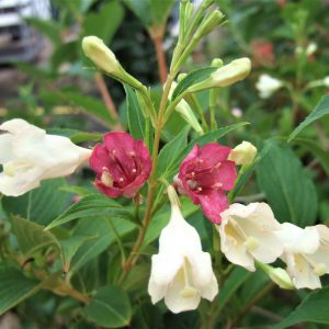 Weigela Strawberries and Cream