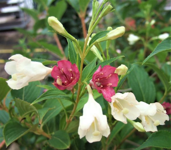 Weigela Strawberries and Cream Weigela Strawberries and Cream