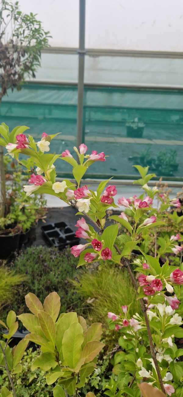 Weigela 'Strawberries and Cream' Weigela 'Strawberries and Cream'